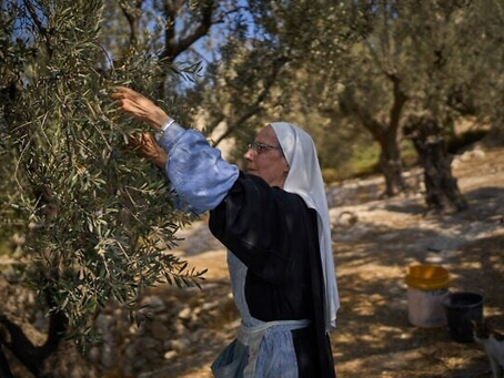 AP NEWS: Op de Olijfberg, waar Jezus bad, blijven monniken en nonnen olijven oogsten