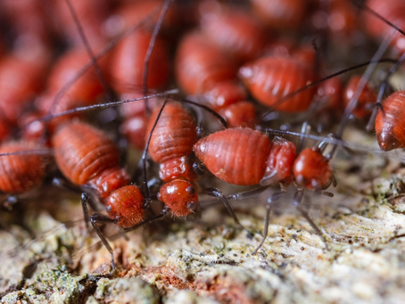 Israëlische wetenschappers: Insecten wegen evenveel als mensen en boerderijdieren samen