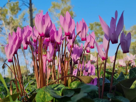 Wanneer en waar kan je de woestijnbloemen van Israël zien bloeien