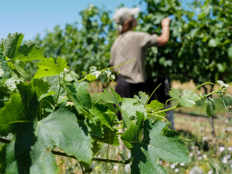 De Israëlische wijnmakerijen vechten om te overleven ondanks de oorlog