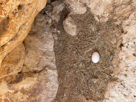 Reddingsoperatie redt ei van door vergiftiging gedode gier