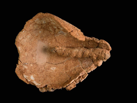 VIDEO: 4000 jaar oude olielamp lonten ontdekt bij archeologische opgraving nabij Yehud, Israël