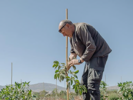 Boeren in Noord-Israël haasten zich om boomgaarden te herplanten die door raketvuur zijn verwoest