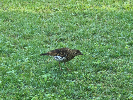 Witte lijster voor het eerst in Israël gespot door lokale vogelaar bij kibboets Kfar Hanassi door Ilan Ginat