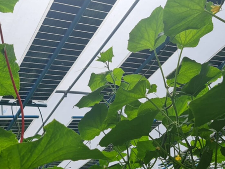 Een zonne-oplossing die energie EN voedsel kan creëren