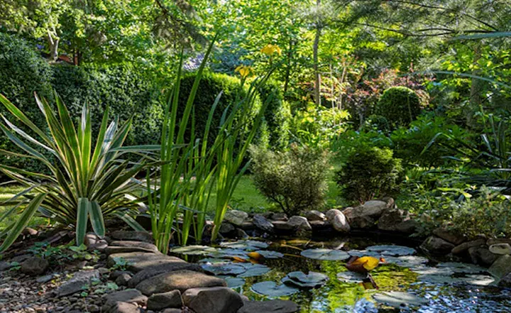 The Ultimate Guide to Choosing the Right Pond Filter