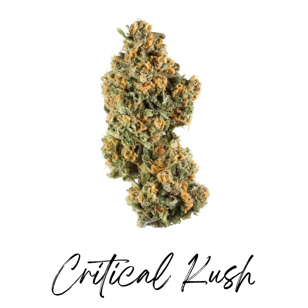 Critical Kush