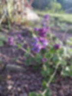 bergnepeta i grusplantering