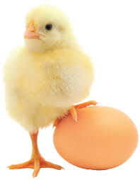 ree