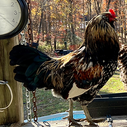 Phoenix | Easter Egger Rooster Father