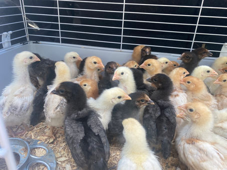 Pullets Looking for Forever Home!!!