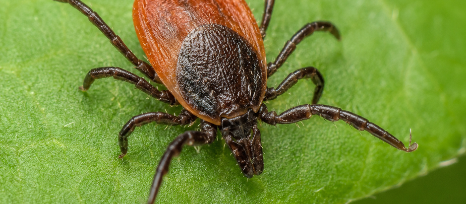 Homeopathy for Tick Bites