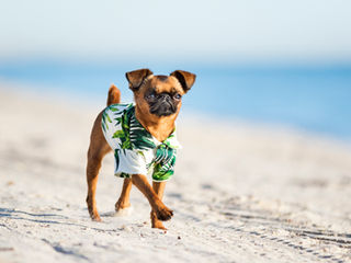 Brussels Griffon | Petitpennybg | boston | petit brabancon
