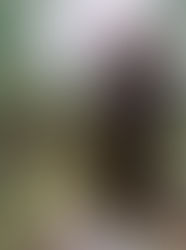 Grapes Applied With GVW Soil Conditioner "iR30+A" And "iR30+B".