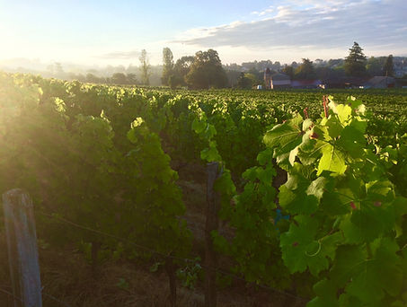 vignes de saintecroix du mont au soleil couchant vignobles ricard