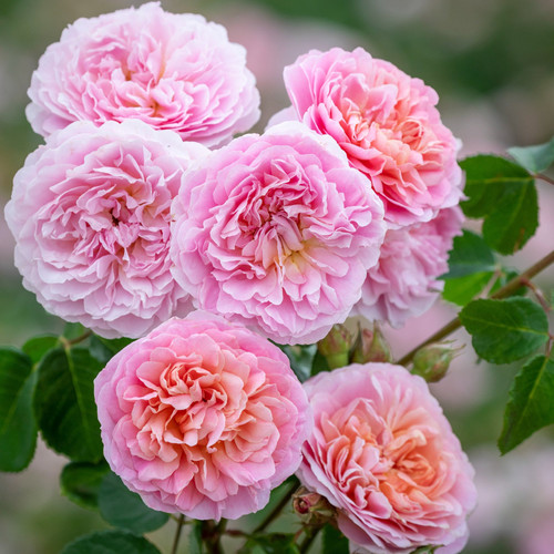 Eustacia Vye 5GAL 2024 ROSE RELEASE | White Trail Club