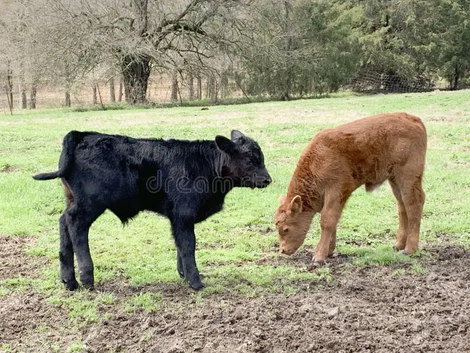 The First Stirrings: Welcoming New Life to the Farm this Spring