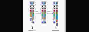 genetics_cnv