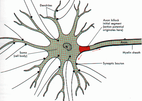 axonhillock