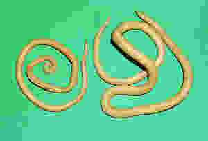 ascaris-male-and-female_1-13a9fth