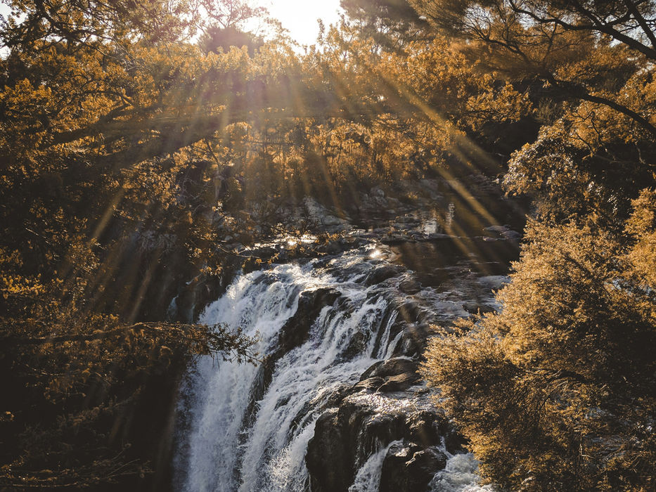 Rainbow falls in Kerikeri with native bush surrounding them.