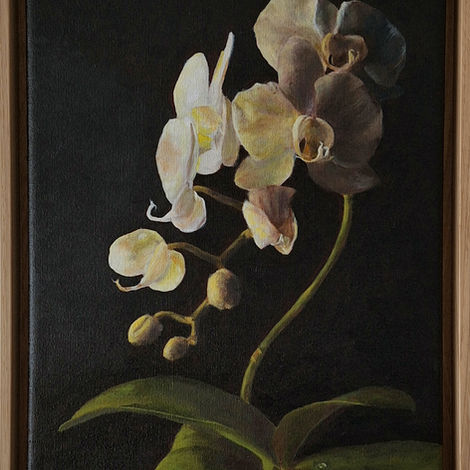 Still life, oil on canvas, orchid, ciaroscuro, thomas aebi, fine art, baroque, flower