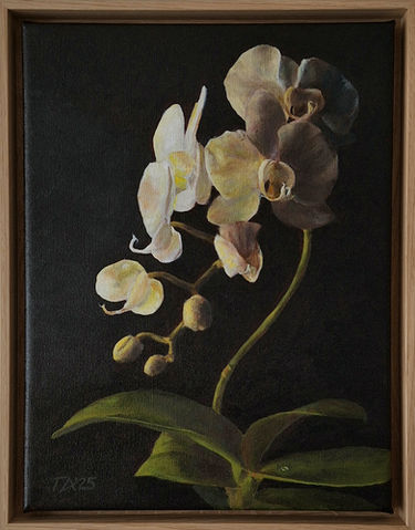 Stillleben, oil on canvas, orchidee, ciaroscuro, thomas aebi, fineart, barock, blume