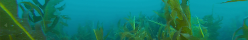 seaweed.png