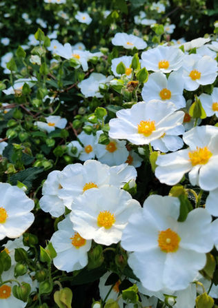 flowers-scaled.jpeg