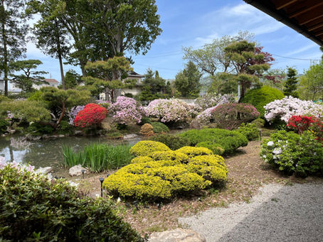 ツツジの花が咲き乱れるゴールデンウイーク、宿泊のお客様の受け入れが始まりました。広びろした専用ヒノキ風呂や、日本庭園を眺めるデッキなどがおすすめの宿ですが、焚き火が思いのほか、好評の様です