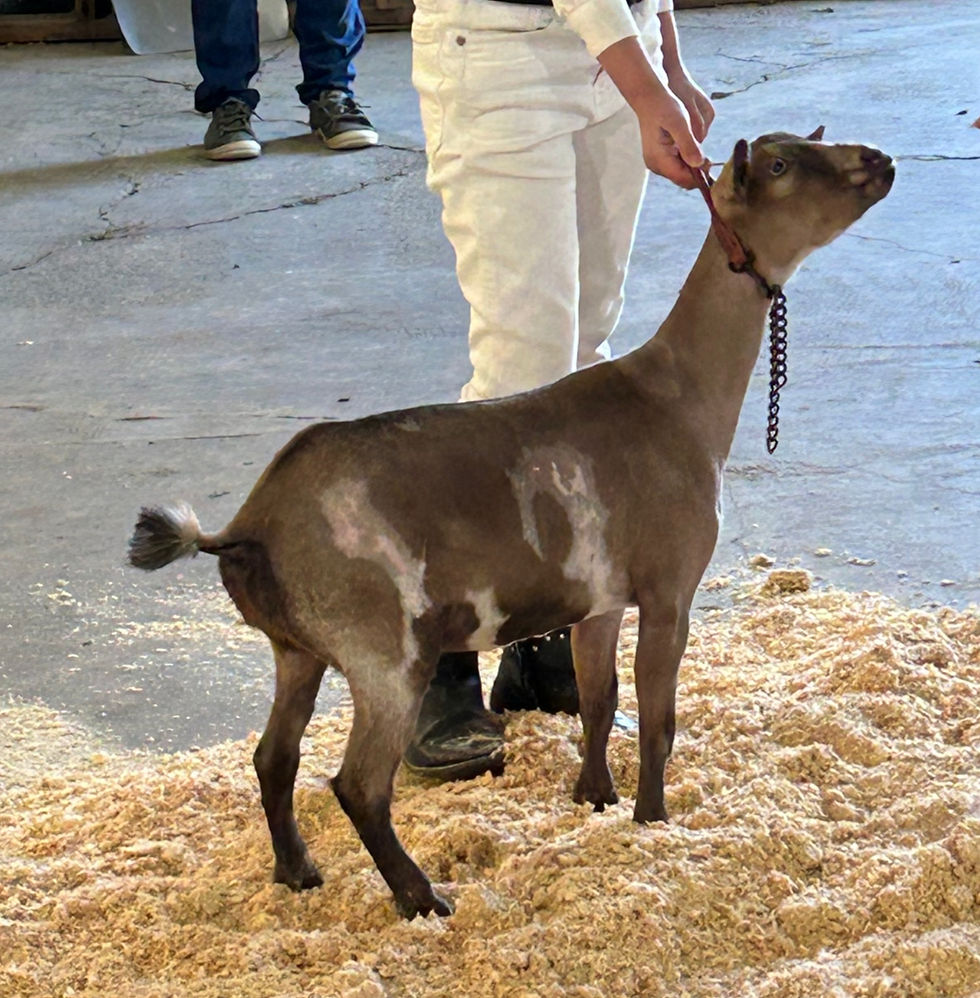 Goaty Goat DO Jade Ivy