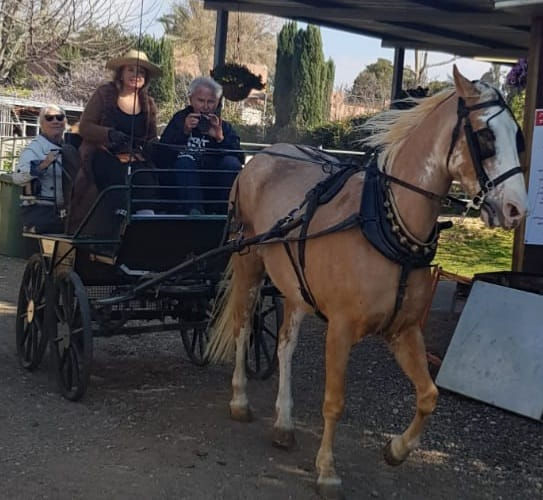 תמונה ממוזערת: רתמת -סימלון