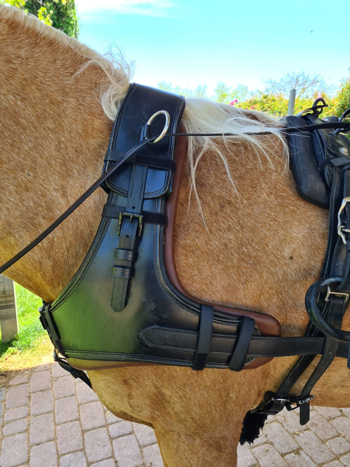 חזייה צרפתית סימלון