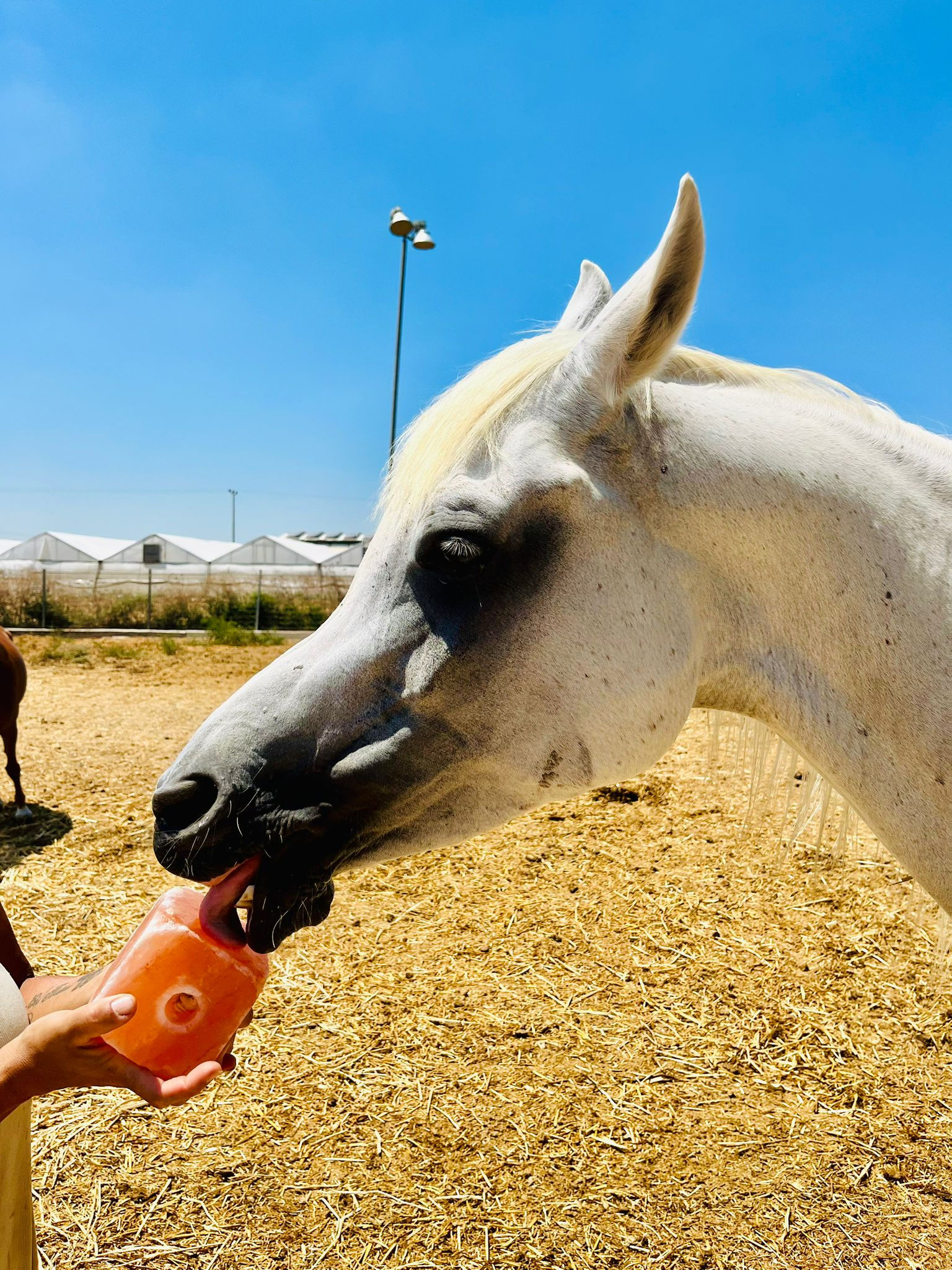 מבצע 💥מלח מִינֵרָלִי מההימלאיה לסוסים  💥4 ק"ג!
