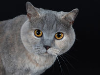 OUR WEE IZZY THE OLYMPIAN