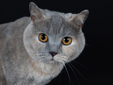 OUR WEE IZZY THE OLYMPIAN