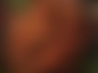 Top Hakka Restaurant in Mississauga Where To Find The Best Hakka Chinese Food