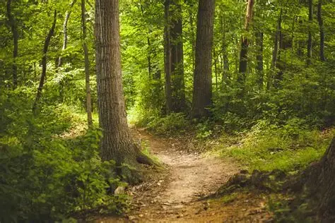 A wooded trail that unexpectedly forks away from a well-worn path