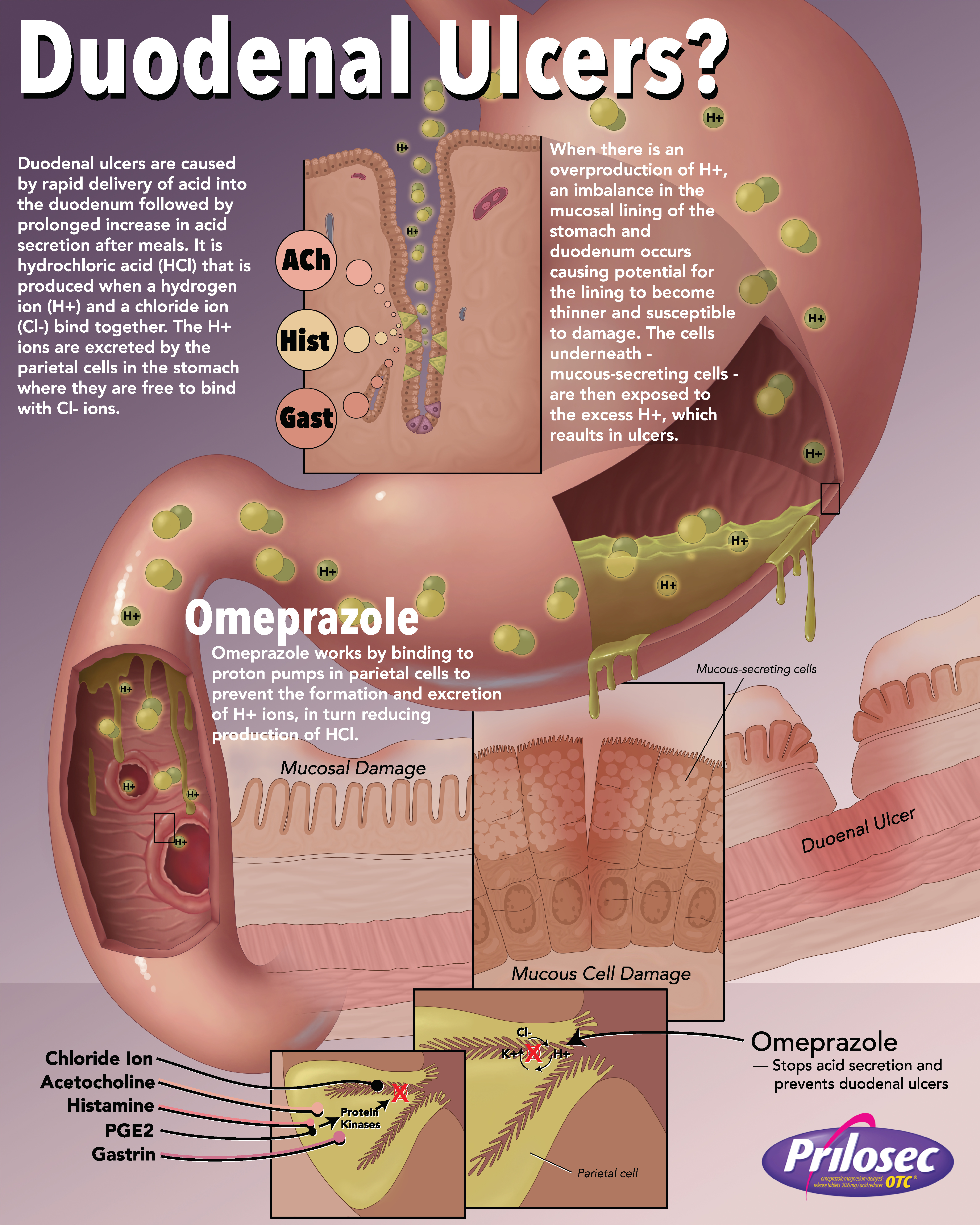 Omeprazole Mechanism of Action