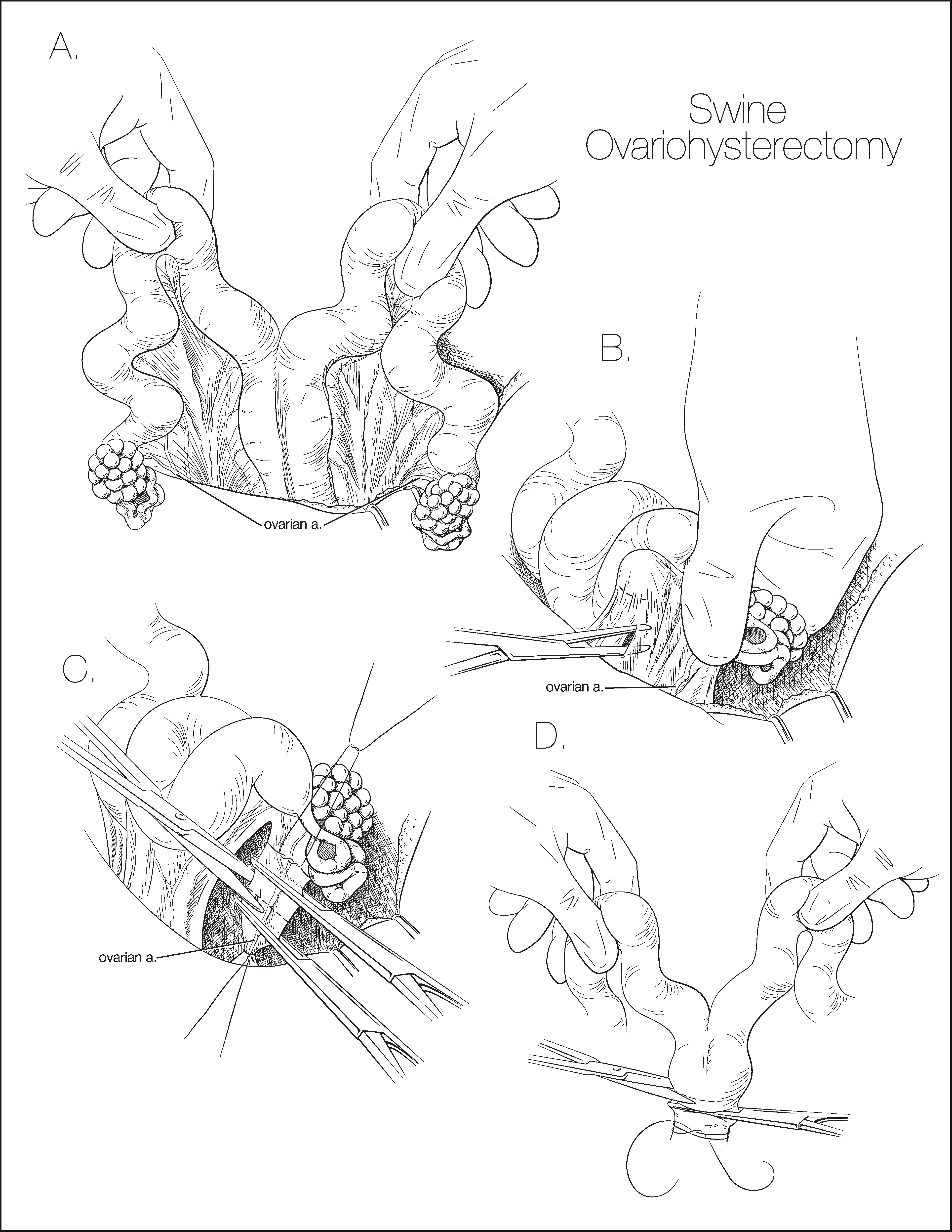 Swine Ovariohysterectomy