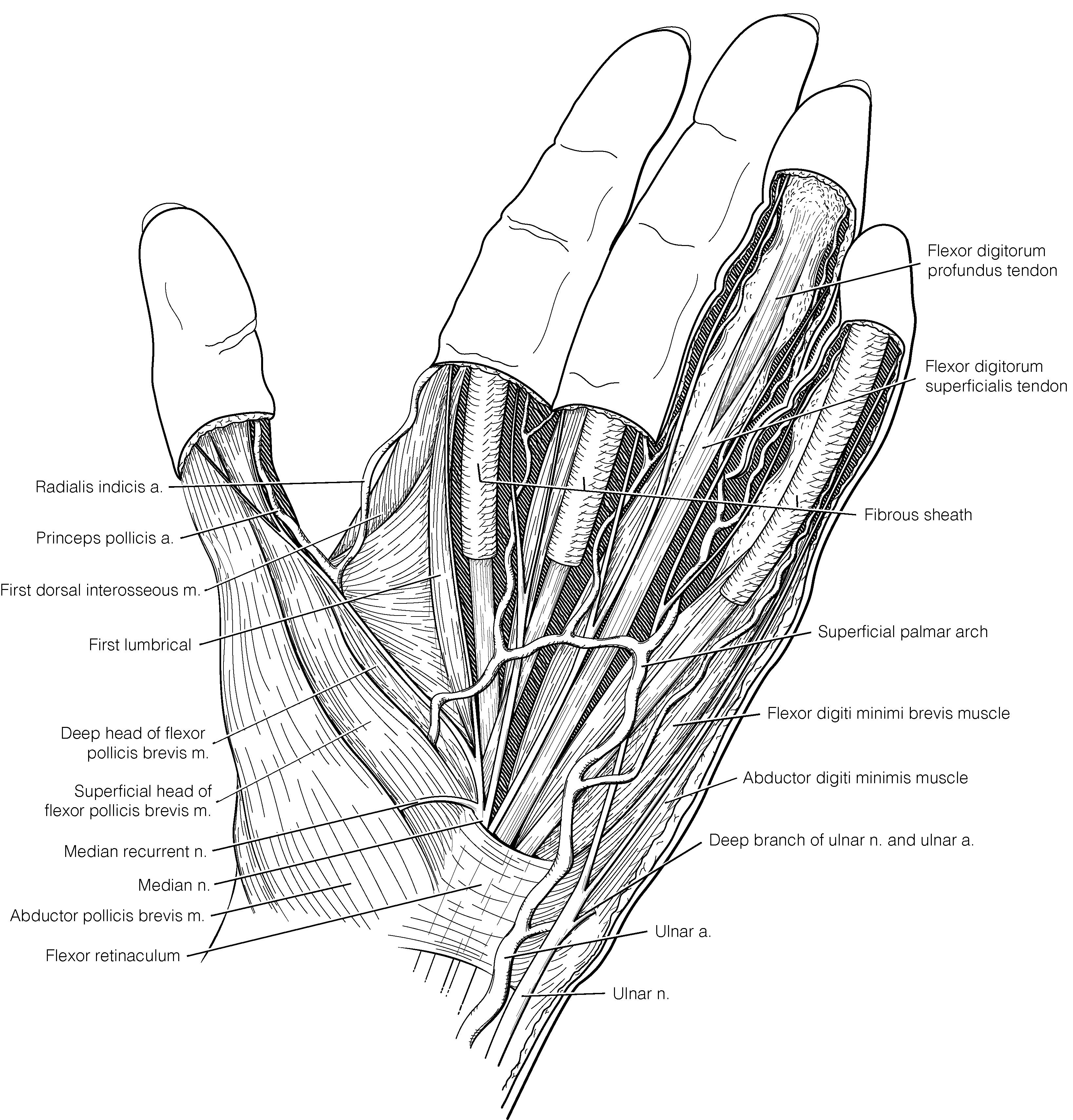 Technical Pen Palm Anatomy