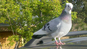 The Pigeon of Promise