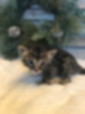 IMG_5166.jpeg