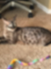 IMG_9216.jpeg