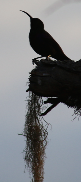 brid