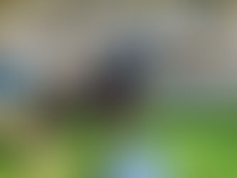 🐕 Our older pug has always had problems with obesity and digestion issues.