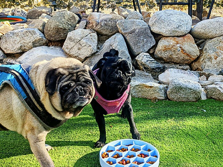 🐕 Our older pug has always had problems with obesity and digestion issues.