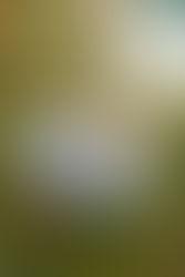 Why Golden Hour is the Secret to Stunning Maternity and Family Photos in Otisville