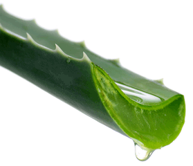 aloe-vera