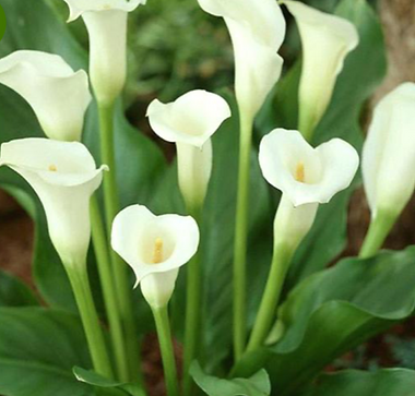 Calla Lily Flower Seed, 100pcspack – UrbanGardenSeed.png
